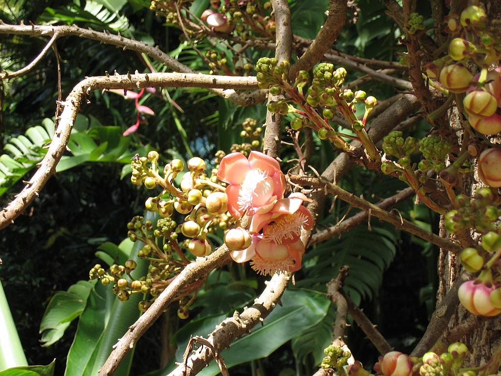 CairnsTC029 Jardin Botanique 029.jpg